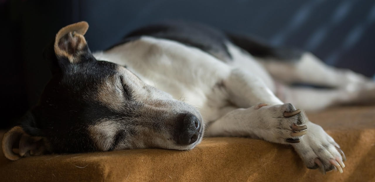 Cane anziano che dorme troppo: quando è normale e quando preoccuparsi