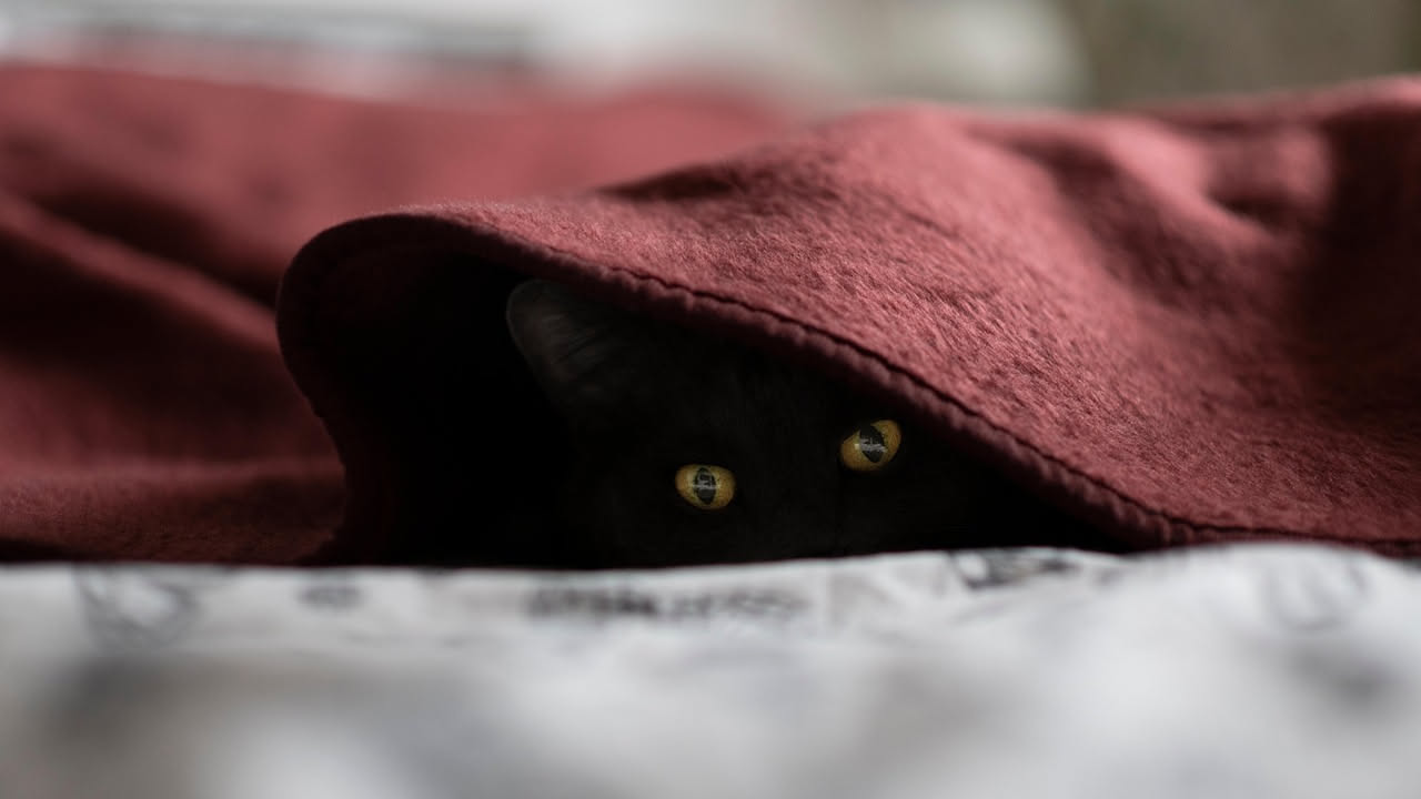 Il gatto che si nasconde: quando la paura è normale e quando preoccuparsi