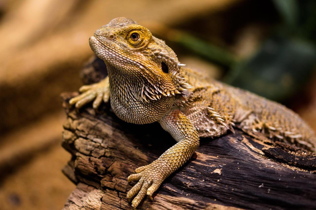 Pogona vitticeps: quale temperatura scegliere per il basking