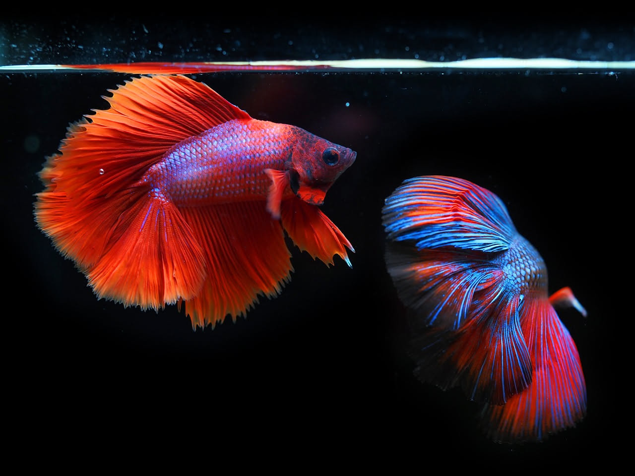 Betta splendens: qual è l'acquario giusto per il pesce combattente