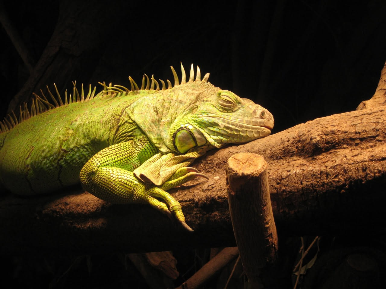Iguana verde adulta: come regolare la luce UVB nel terrario