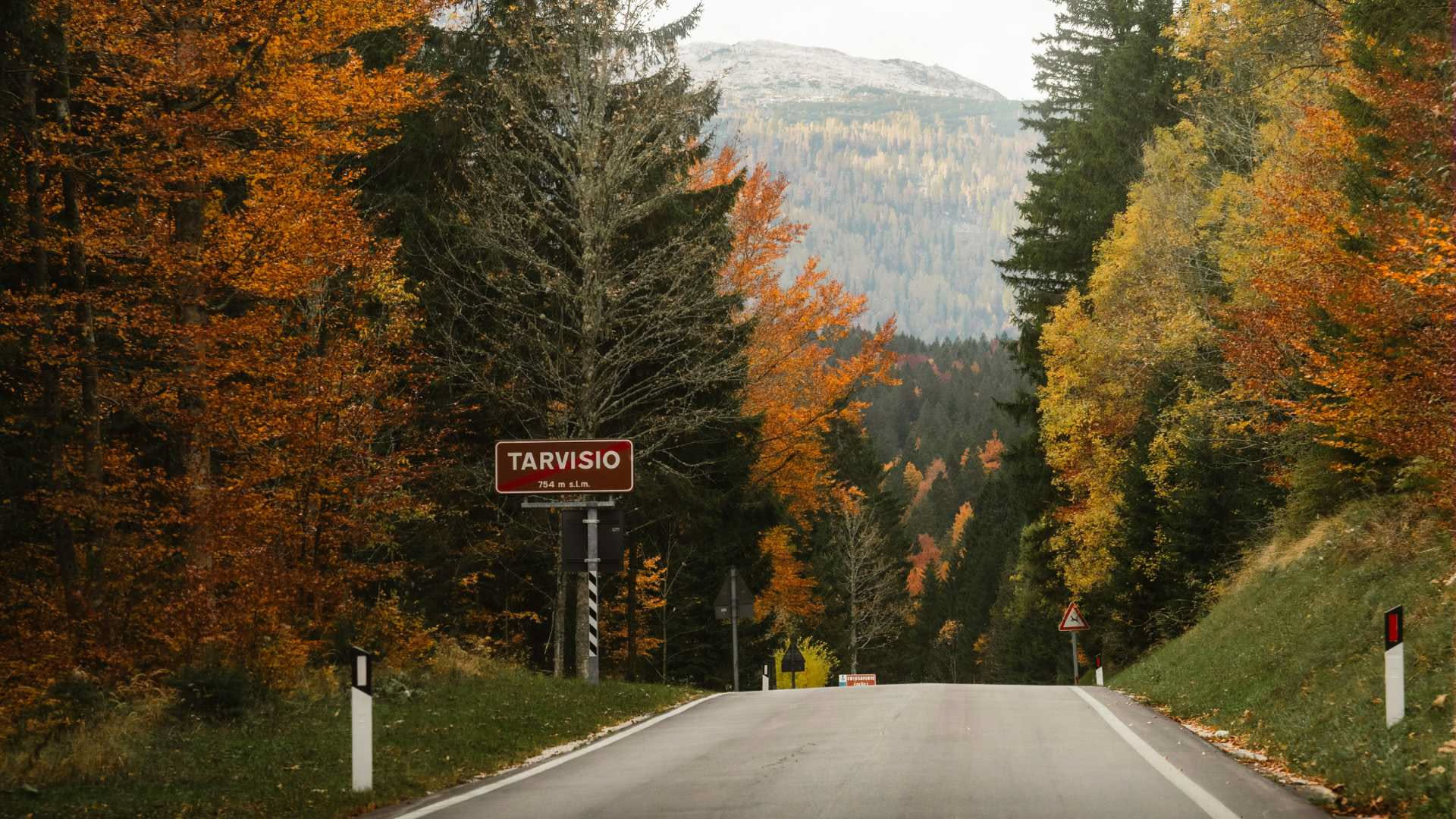 Tassi nei boschi italiani: quando l'incontro non è una minaccia