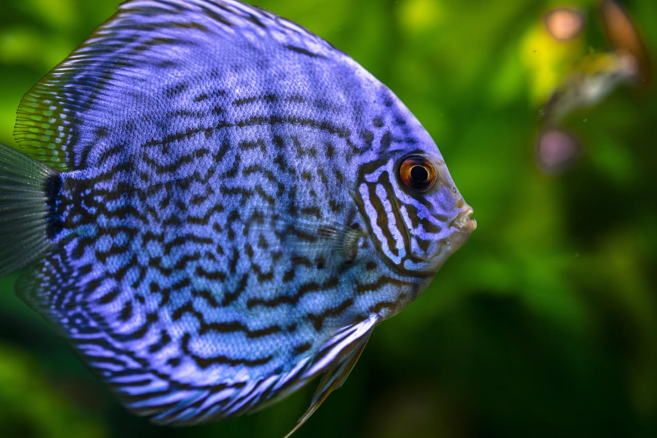 Discus reale blu e rosso visto di profilo in acquario con piante amazzoniche, acqua cristallina e termometro digitale che segna 29 gradi Celsius