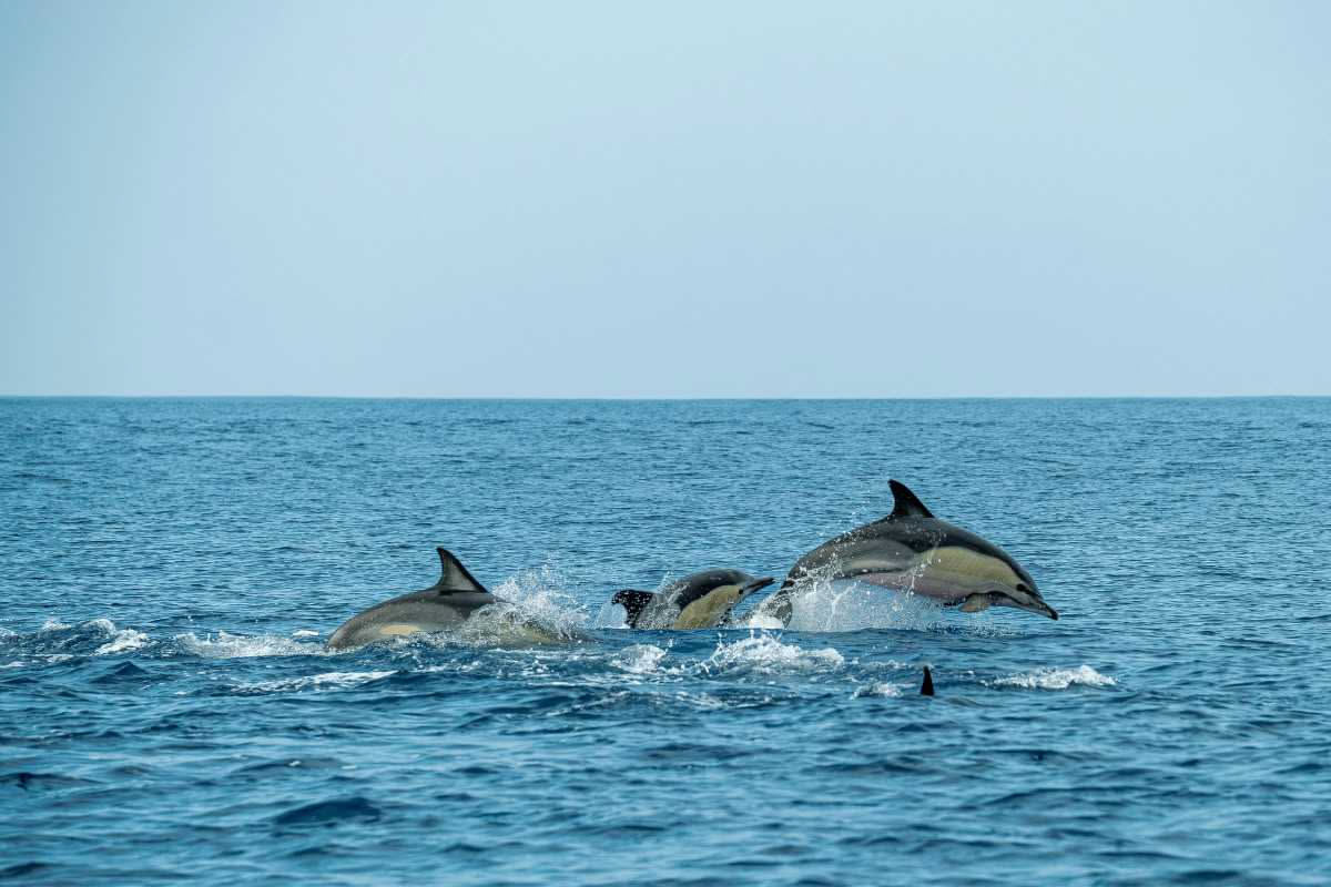 Come i delfini si salvano a vicenda in mare aperto