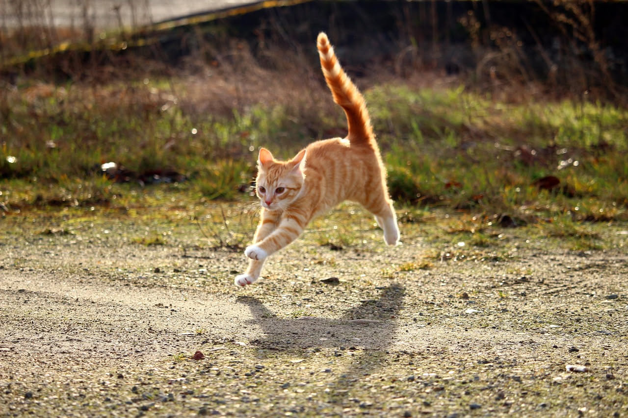 Gatto che fa la pasta: cosa significa questo strano movimento