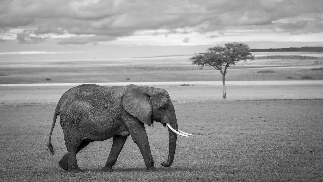Elefanti e il lutto: cosa hanno visto gli zoologi nei branchi
