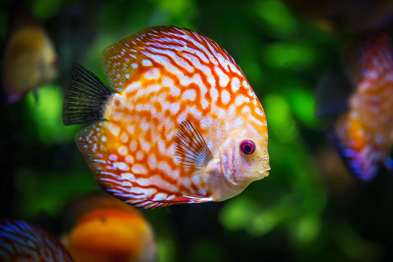 Acquario dolce piantumato: quali pesci scegliere per iniziare
