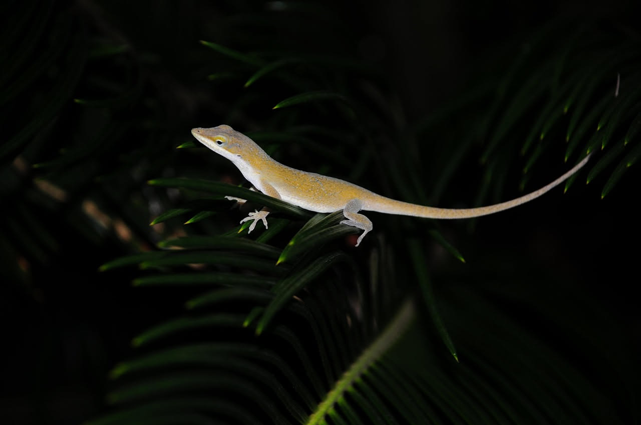 Anolis carolinensis: il rettile perfetto se parti da zero