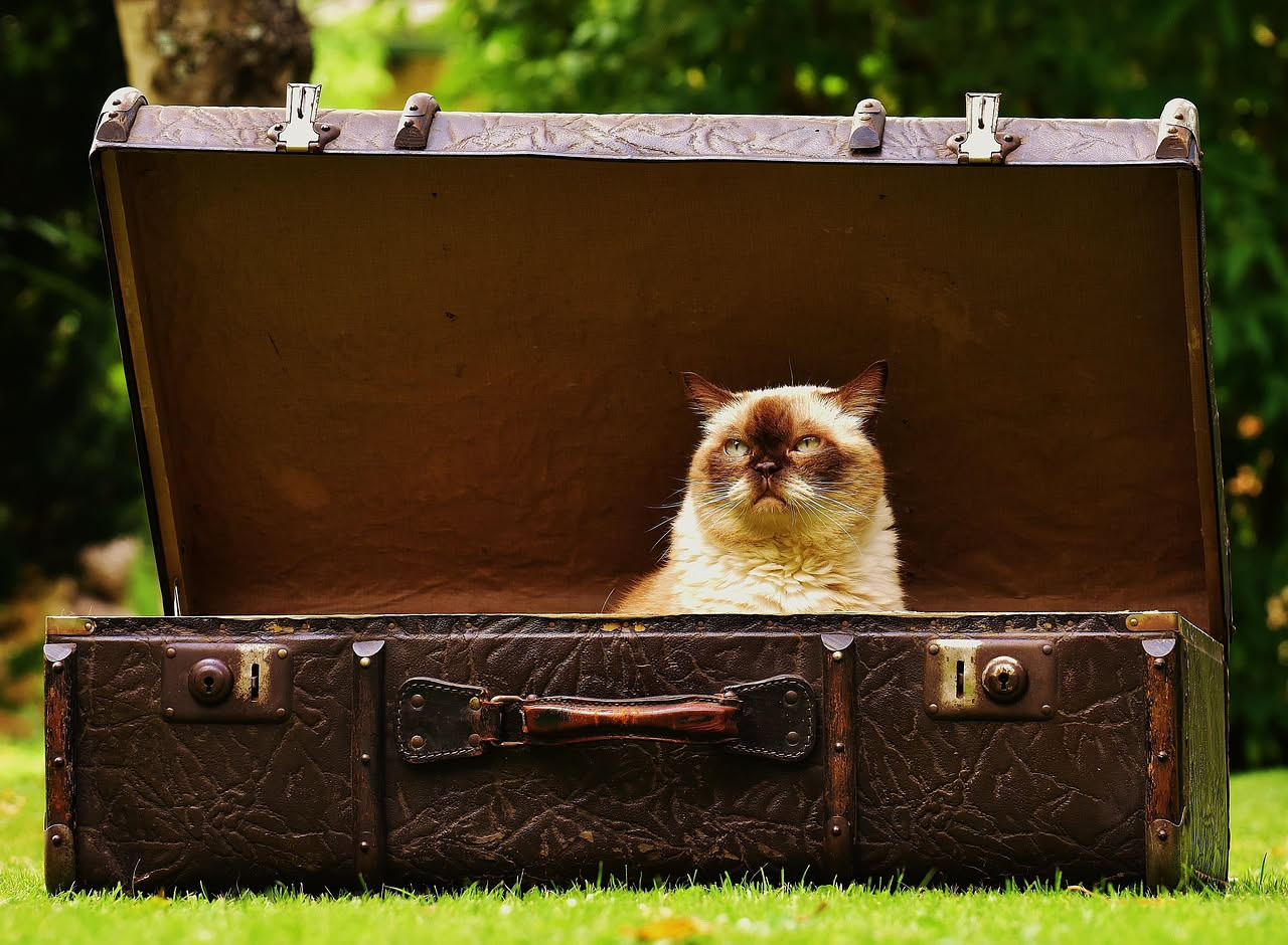 Gatto in vacanza: pet sitter o pensione, quale scelta è giusta