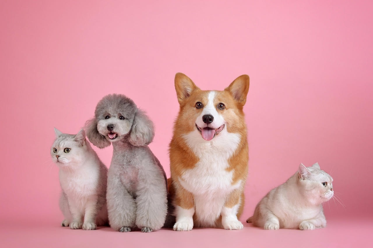 Pet sitter: vantaggi e limiti concreti