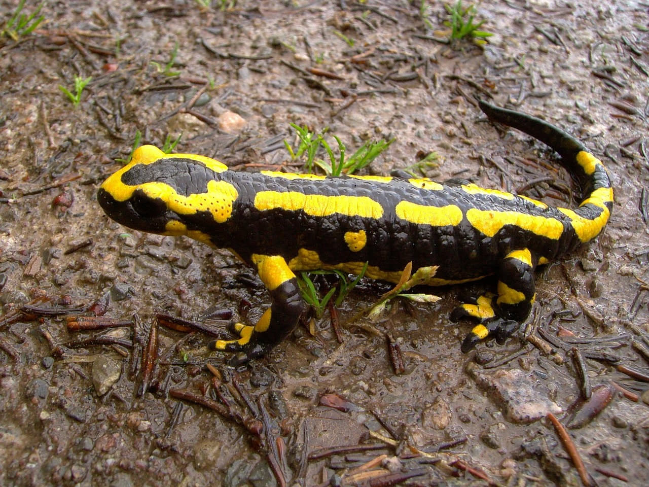 Salamandra pezzata: come proteggerla rispettando il suo habitat