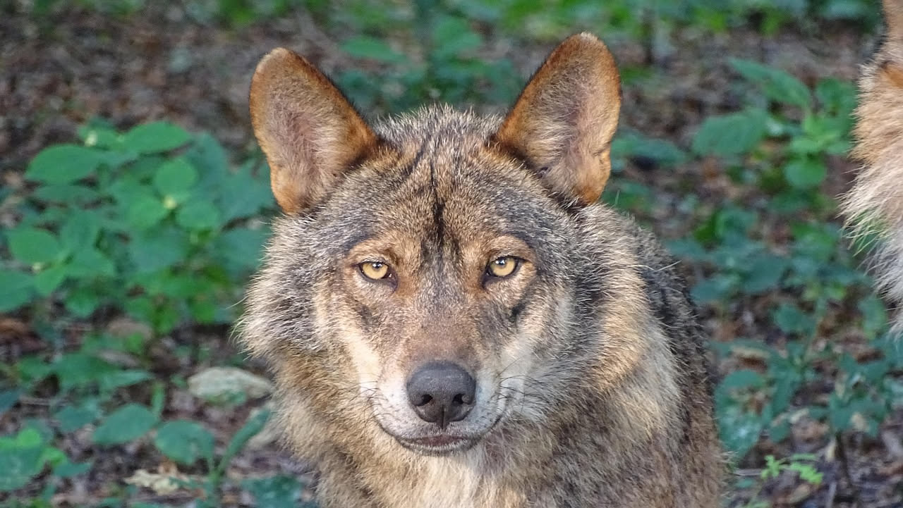 Sciacalli dorati nel nordest italiano: quando i carnivori tornano