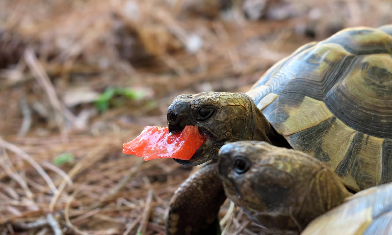 Tartarughe carolina: cosa mangiano in natura
