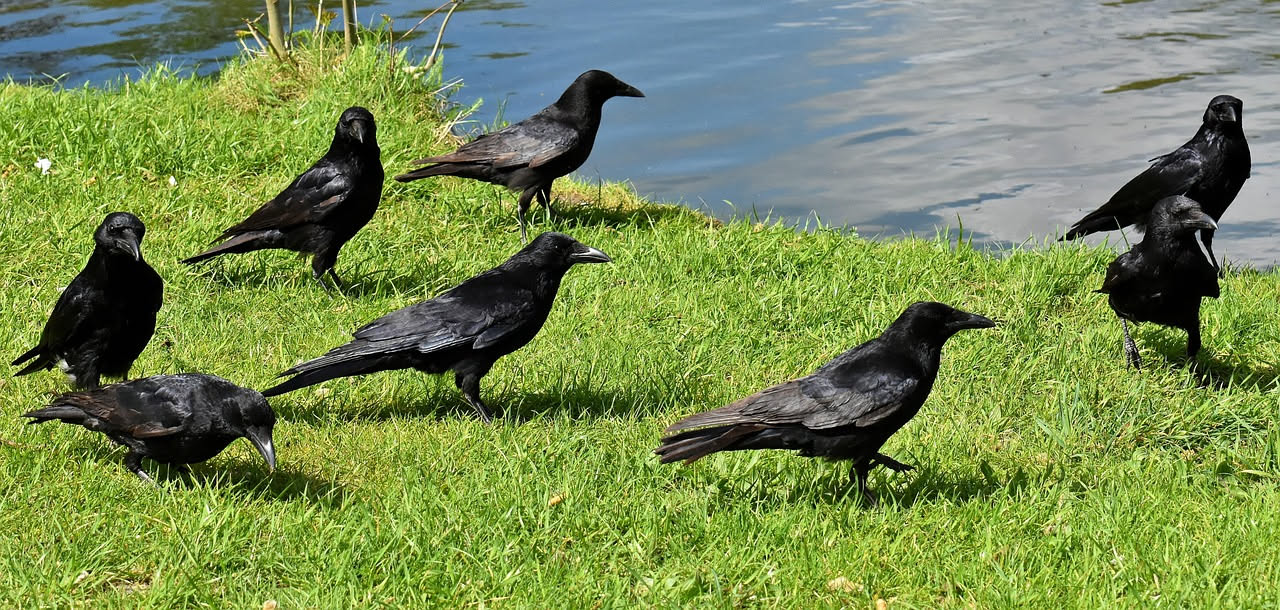 Corvi che nascondono cibo: come gli uccelli ingannano chi li osserva