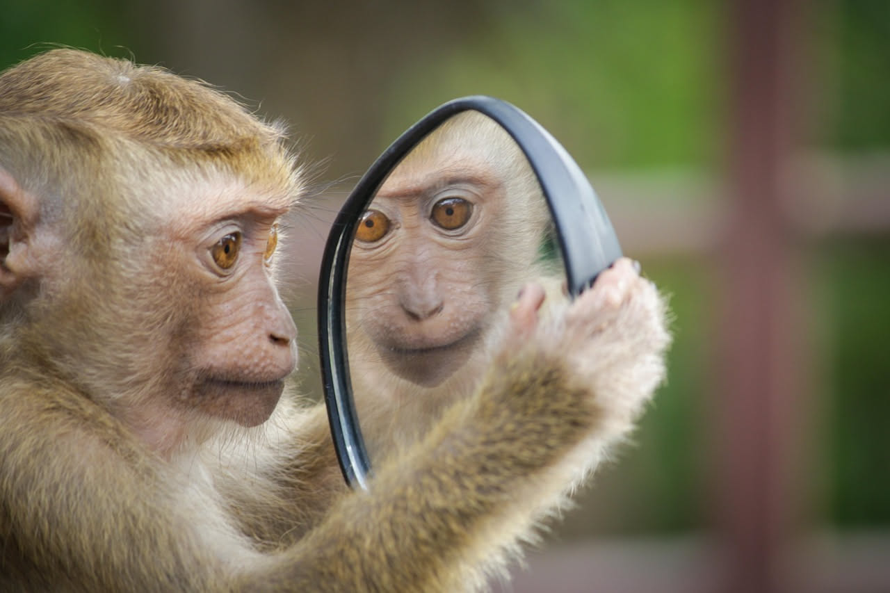 L'inganno come specchio della cognizione animale