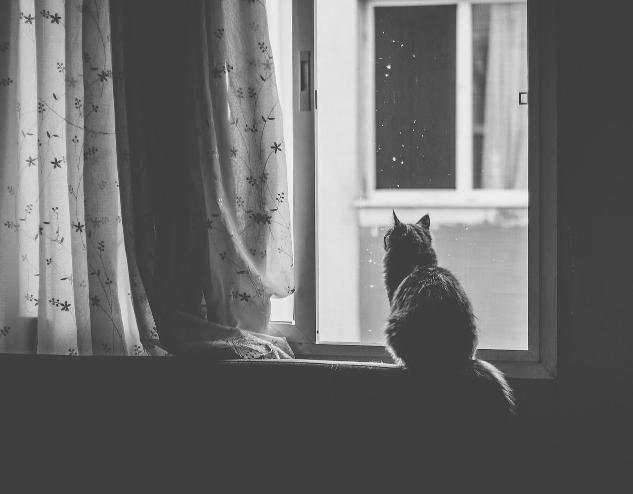 L isolamento e il ruolo del gatto