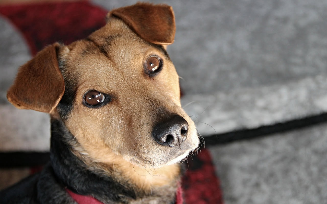 Cane in ascensore: come vincere la paura degli spazi chiusi