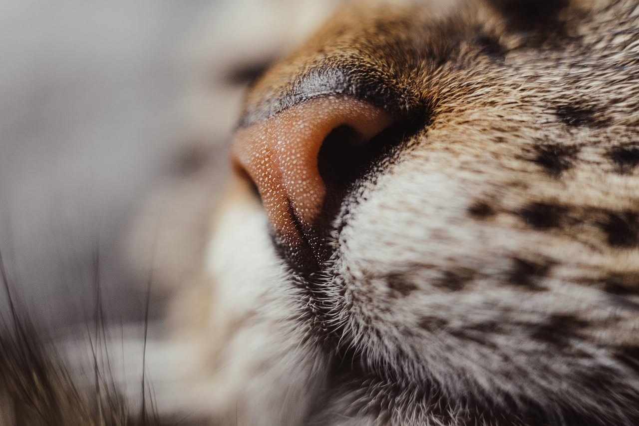 Asma felino: quali sono i primi segnali che ignoriamo