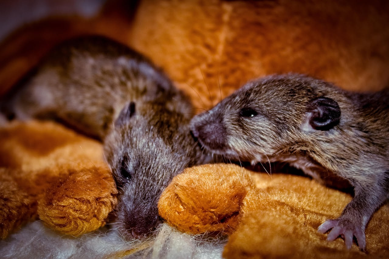 Degu in coppia o gruppo: perche vivere da soli li rende infelici