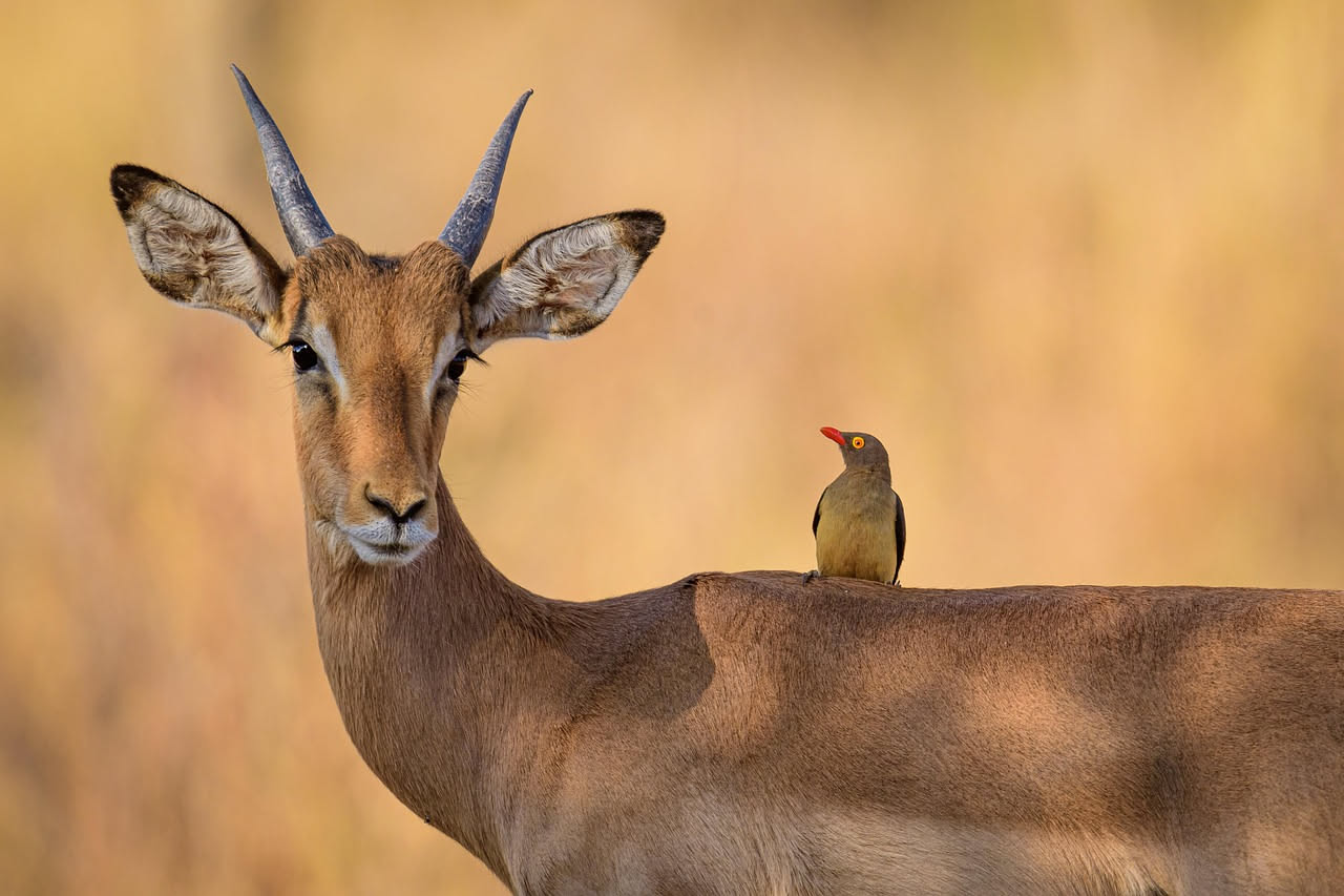 Mutualismo animale: quando specie diverse sopravvivono insieme