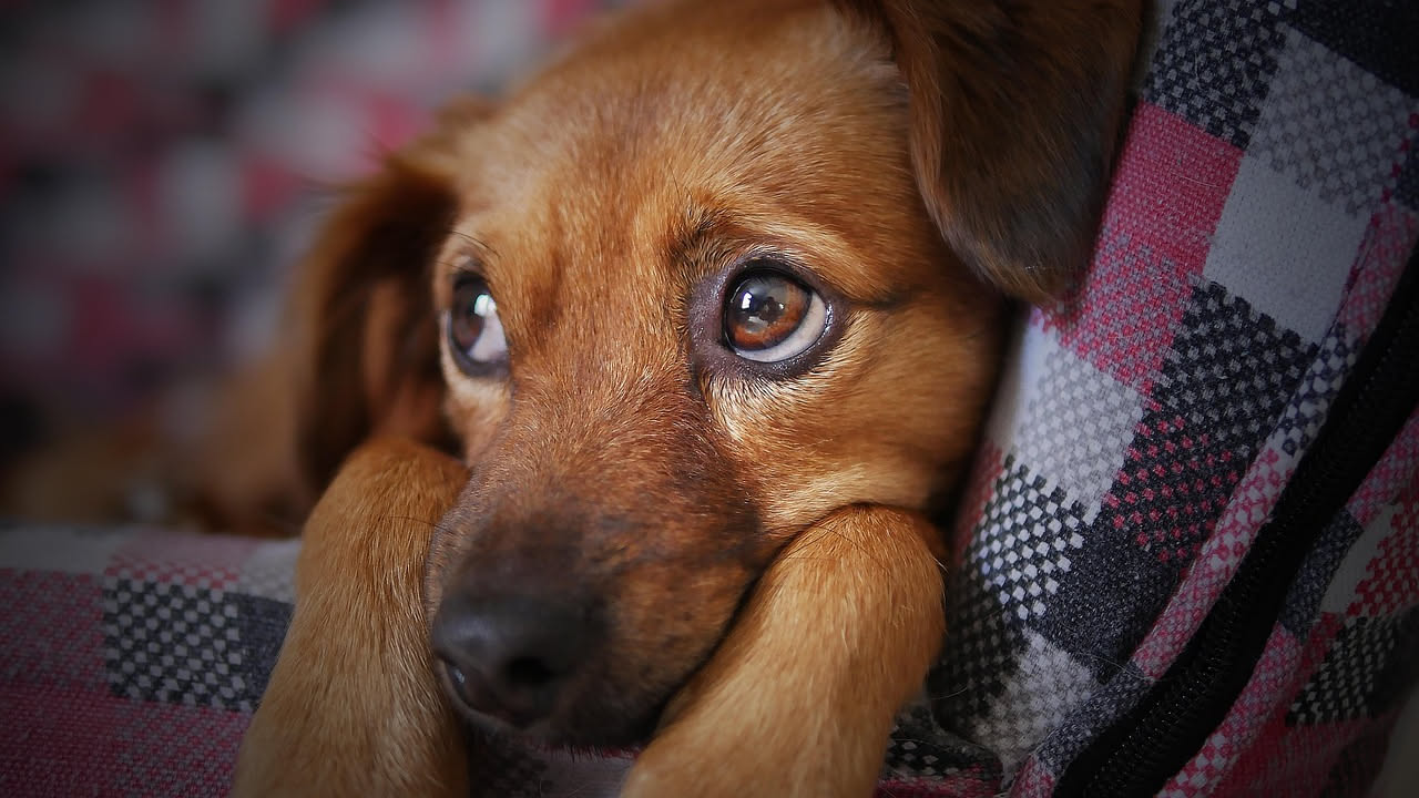 Cane spaventato dal temporale: come aiutarlo con metodi graduali