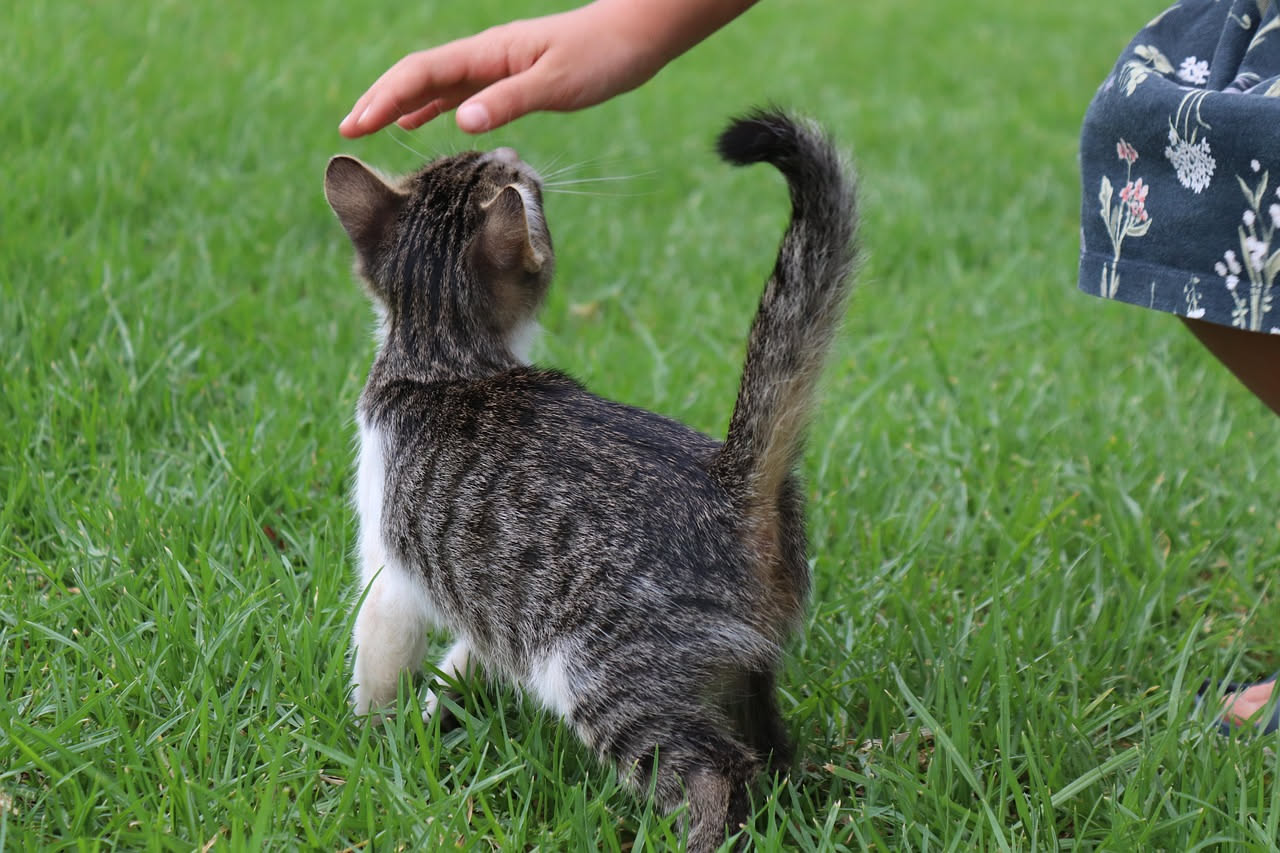 Gatto e bambino piccolo: come prepararli al primo incontro