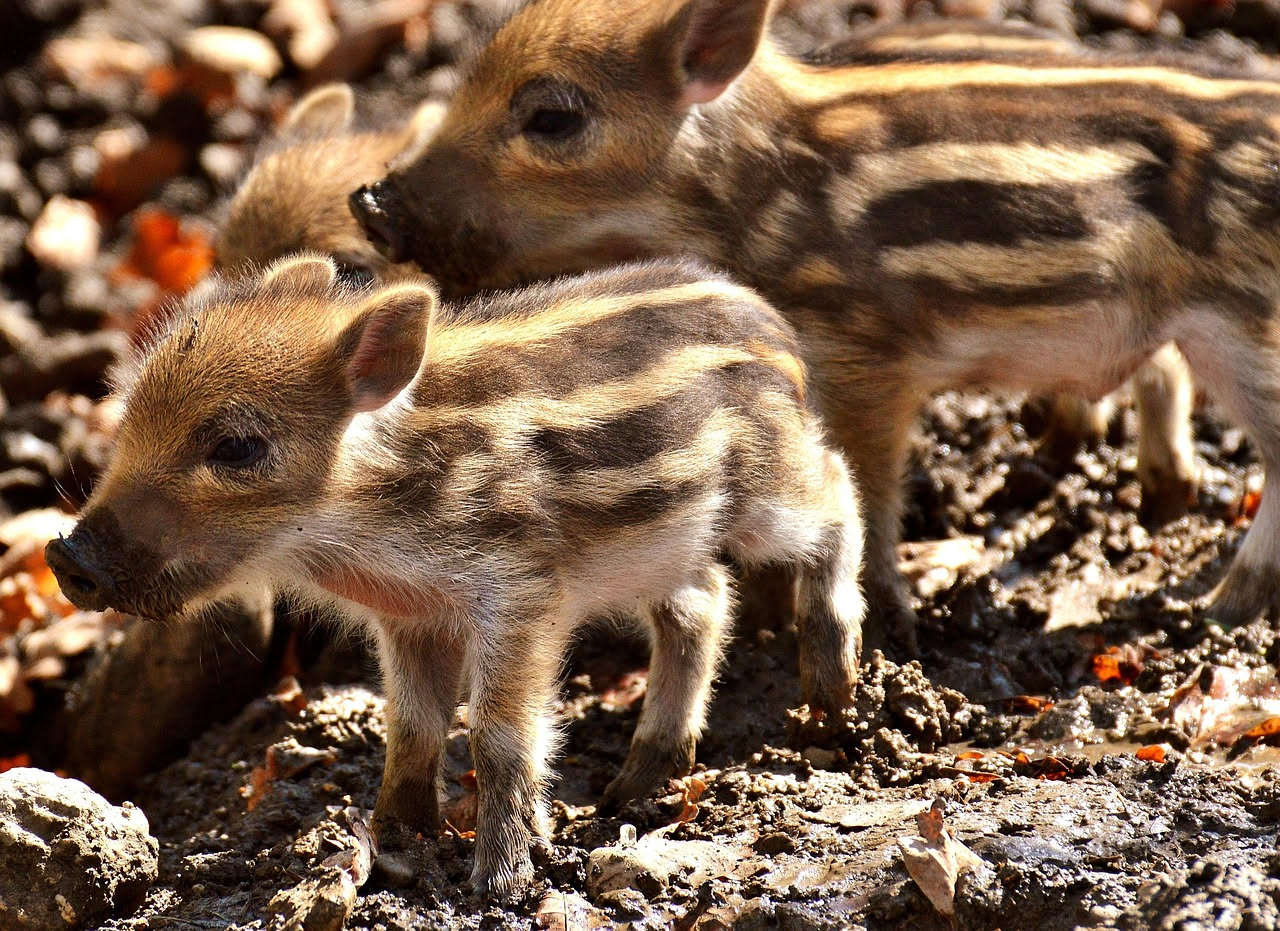 Porcellini d'India: cosa mangiano in natura e gli errori in cattività