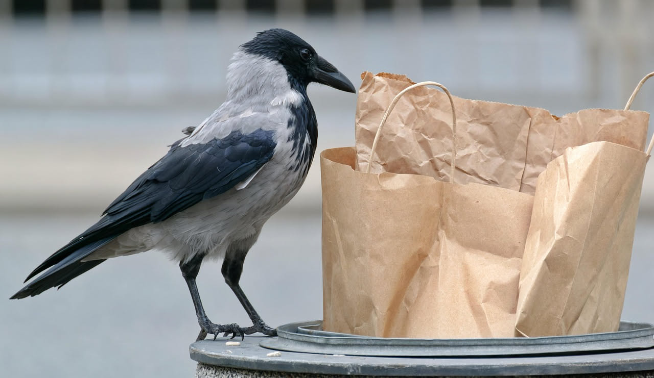 Come le gazze ricordano dove nascondono il cibo: gli studi sull'intelligenza