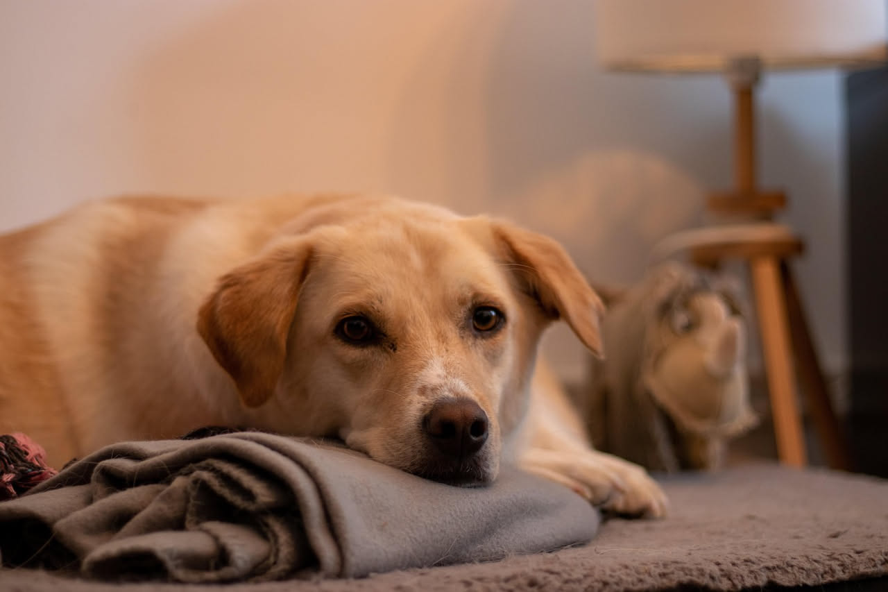 Cane adulto non socializzato: come insegnargli il mondo intorno