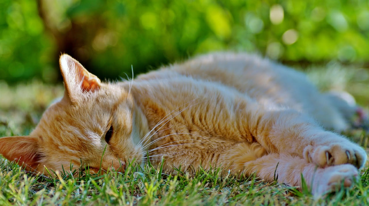 Calcoli urinari nel gatto: come la dieta fa la differenza