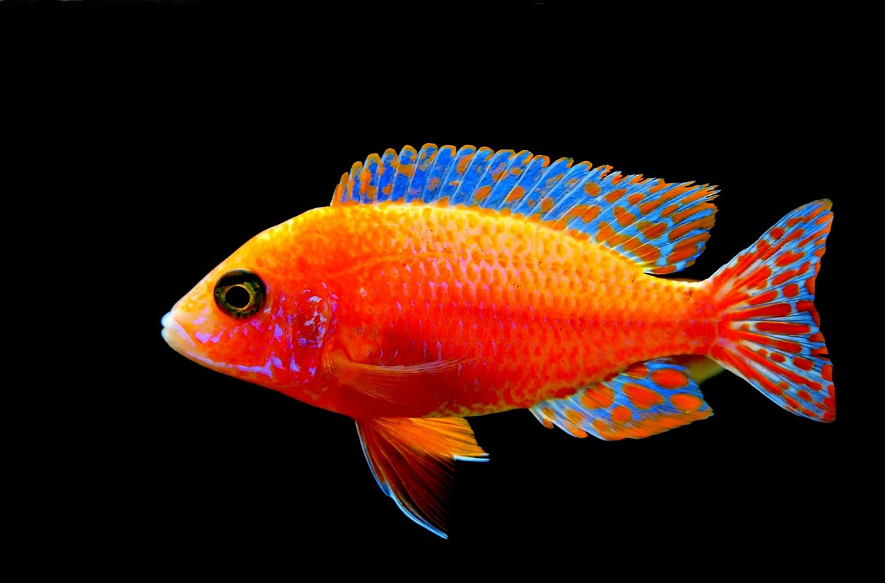 Ciclidi nani sudamericani: come scegliere l'acquario giusto