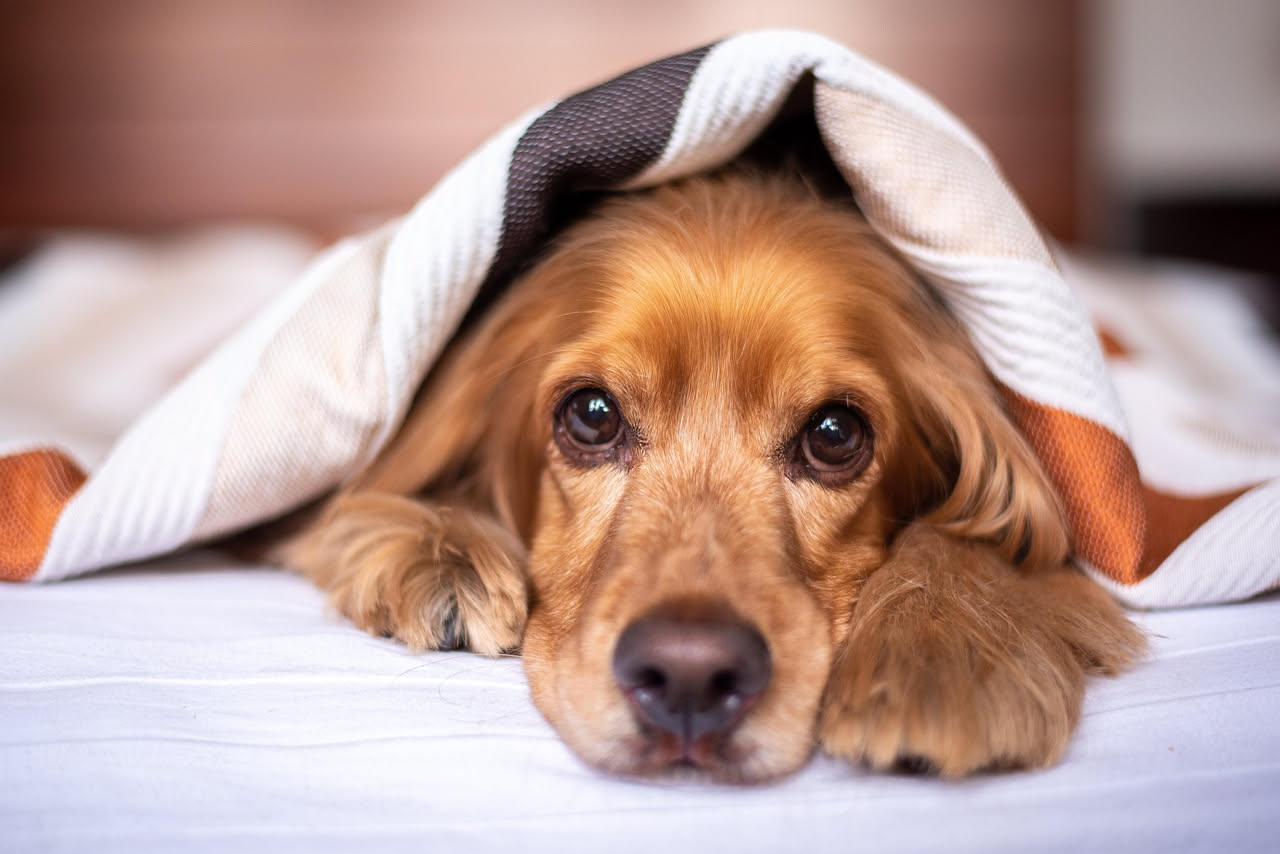 Cane e fuochi d'artificio: come proteggere il tuo da stress e paura