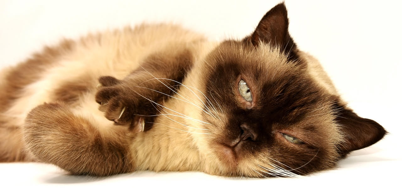 Ipertiroidismo nel gatto: quali segnali cogliere dalla visita