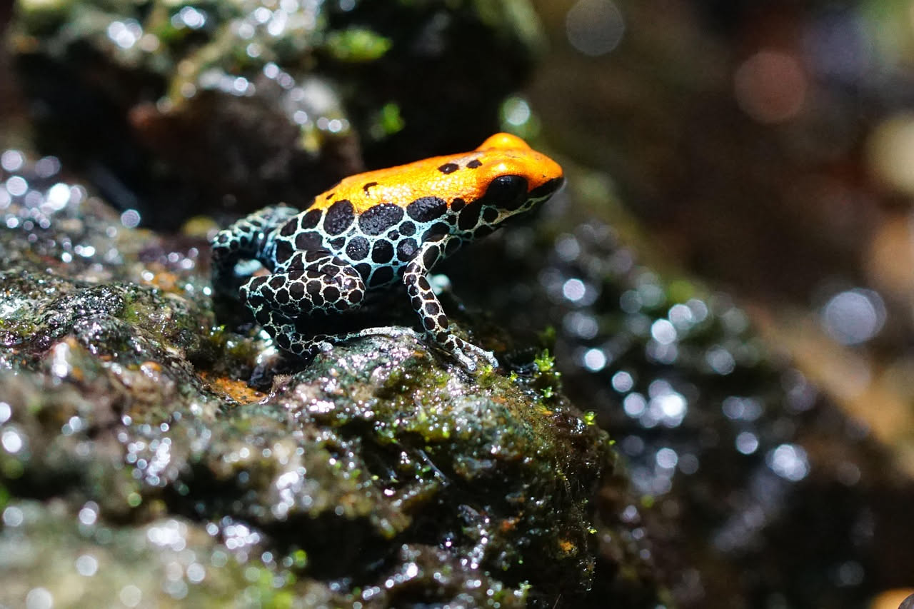 Ranocchie dardo in terrario: quali specie convivono davvero