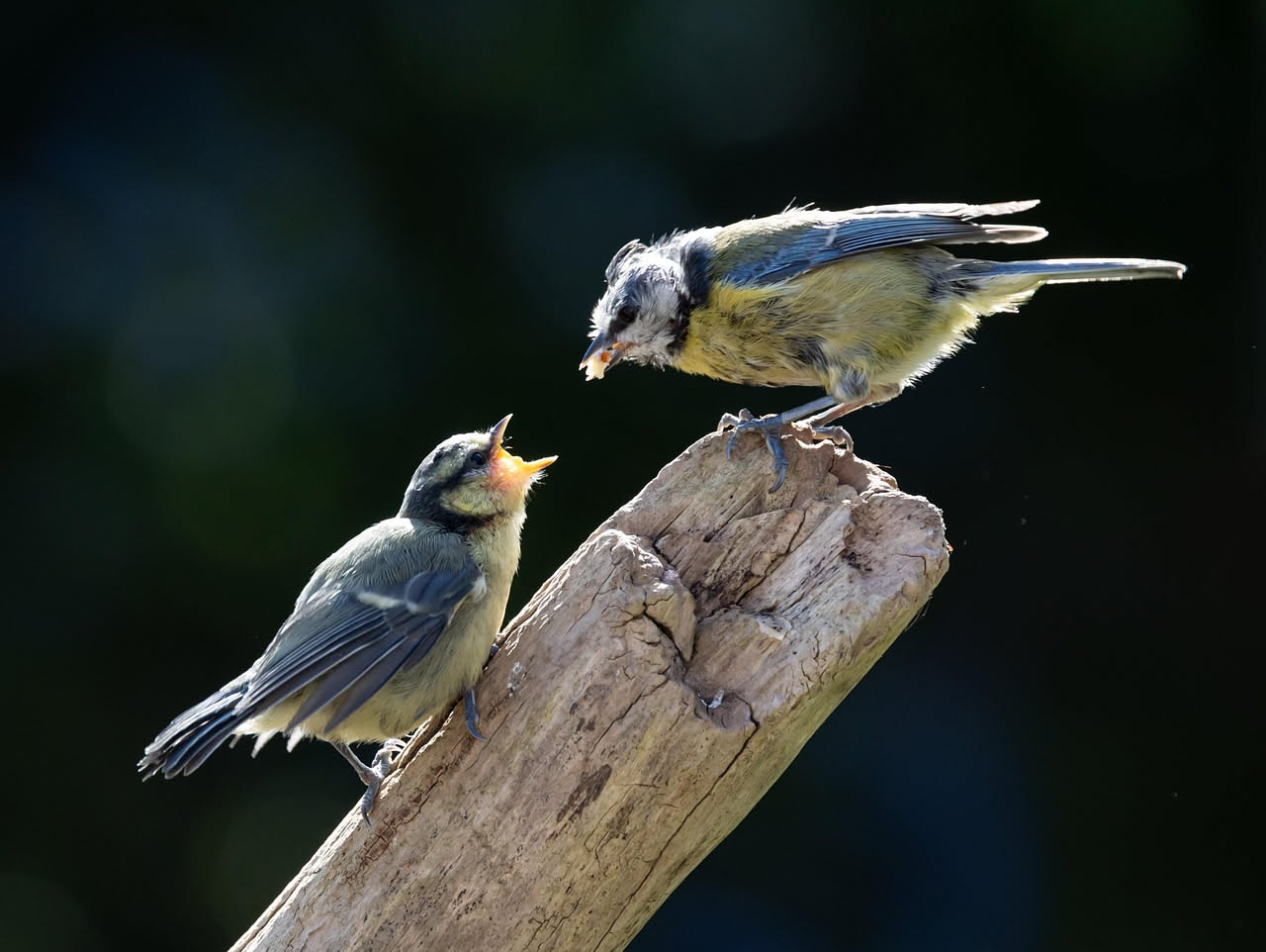 Quali specie convivono senza conflitto