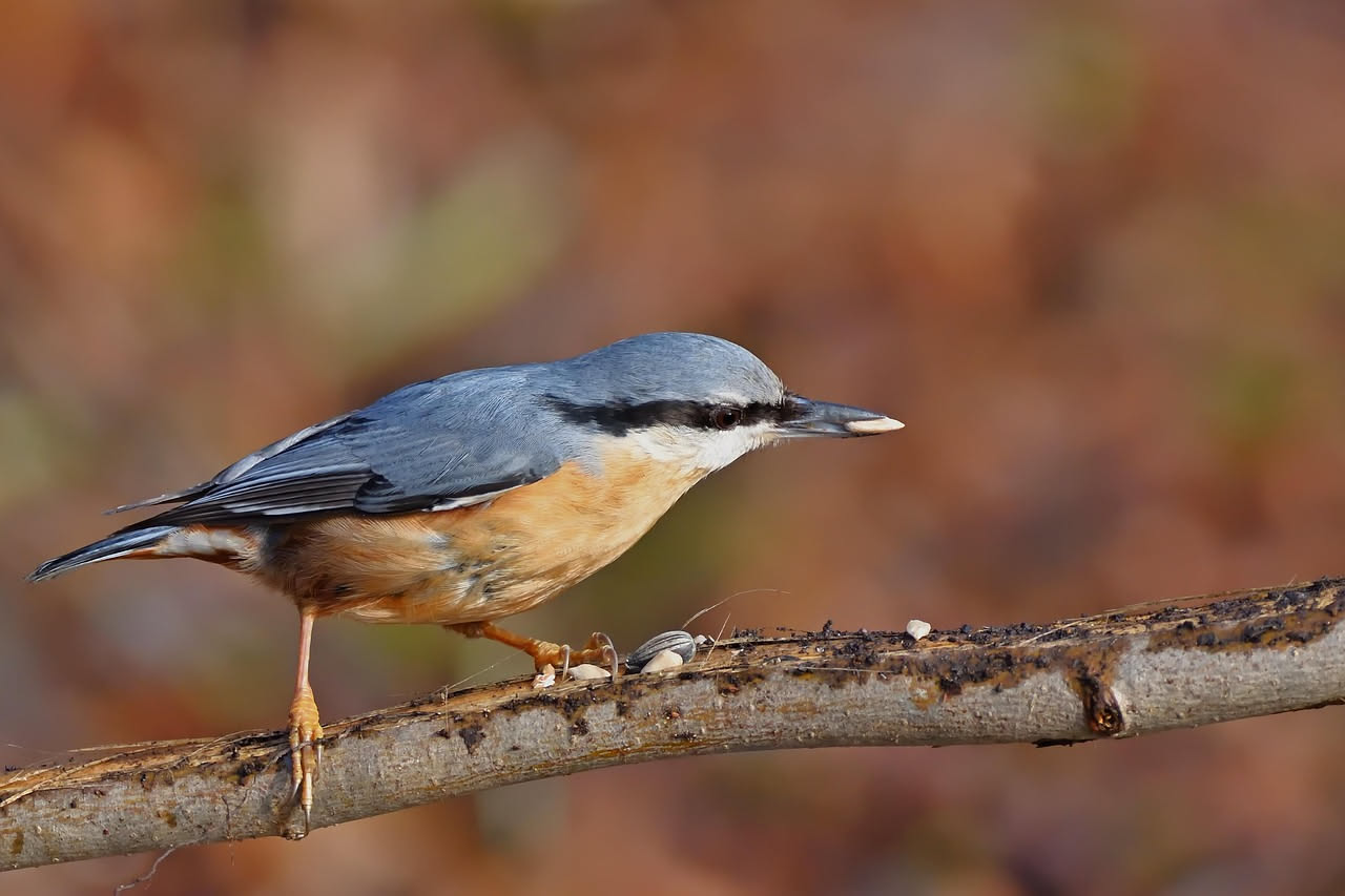 Picchi nei boschi italiani: quali specie riconoscere dal canto