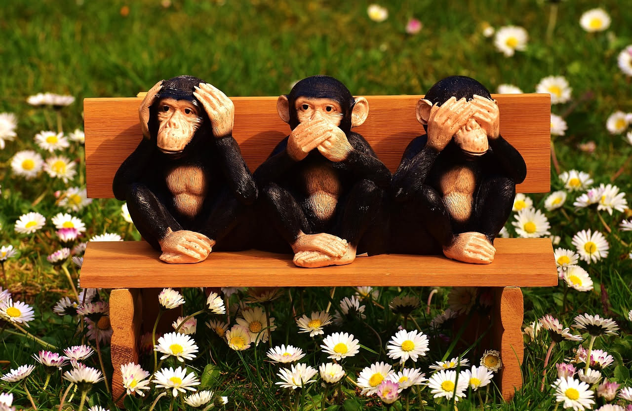 Bonobo e linguaggio simbolico: cosa rivelano gli studi recenti
