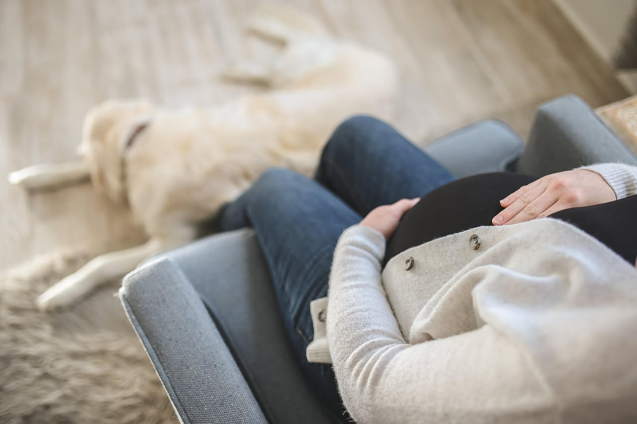 Cane e gravidanza: come prepararlo all'arrivo del bambino