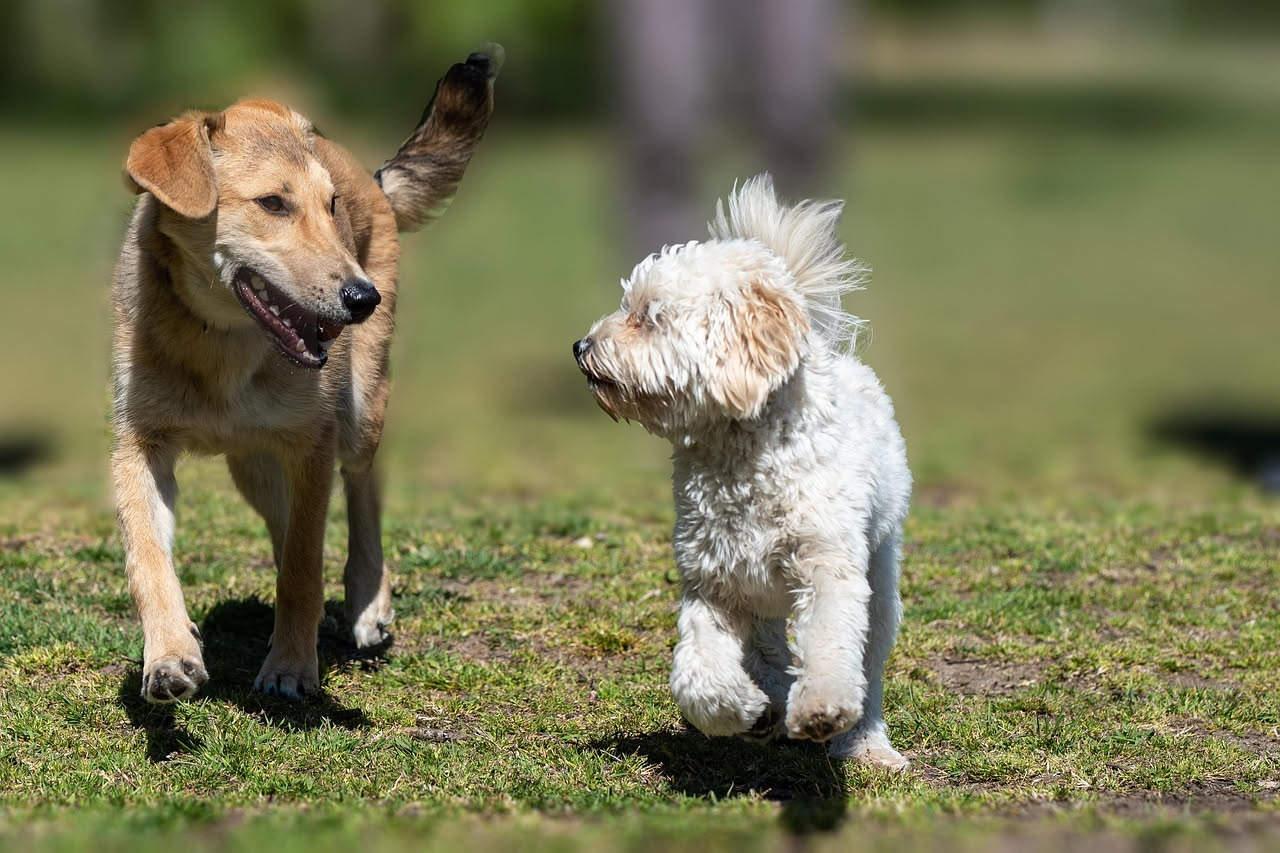 Primo parco con il cane: come gestire l'incontro con altri cani
