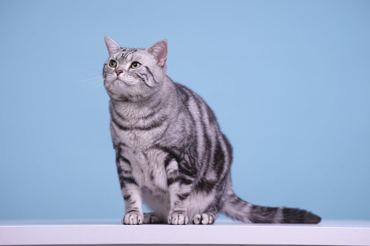 Gatto sterilizzato: come gestire il peso dopo l'intervento