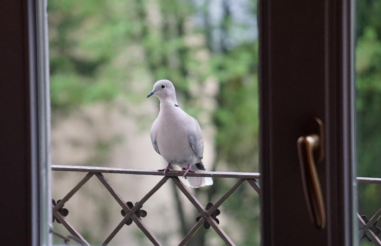 Tortore dal collare: perché non sono animali da casa