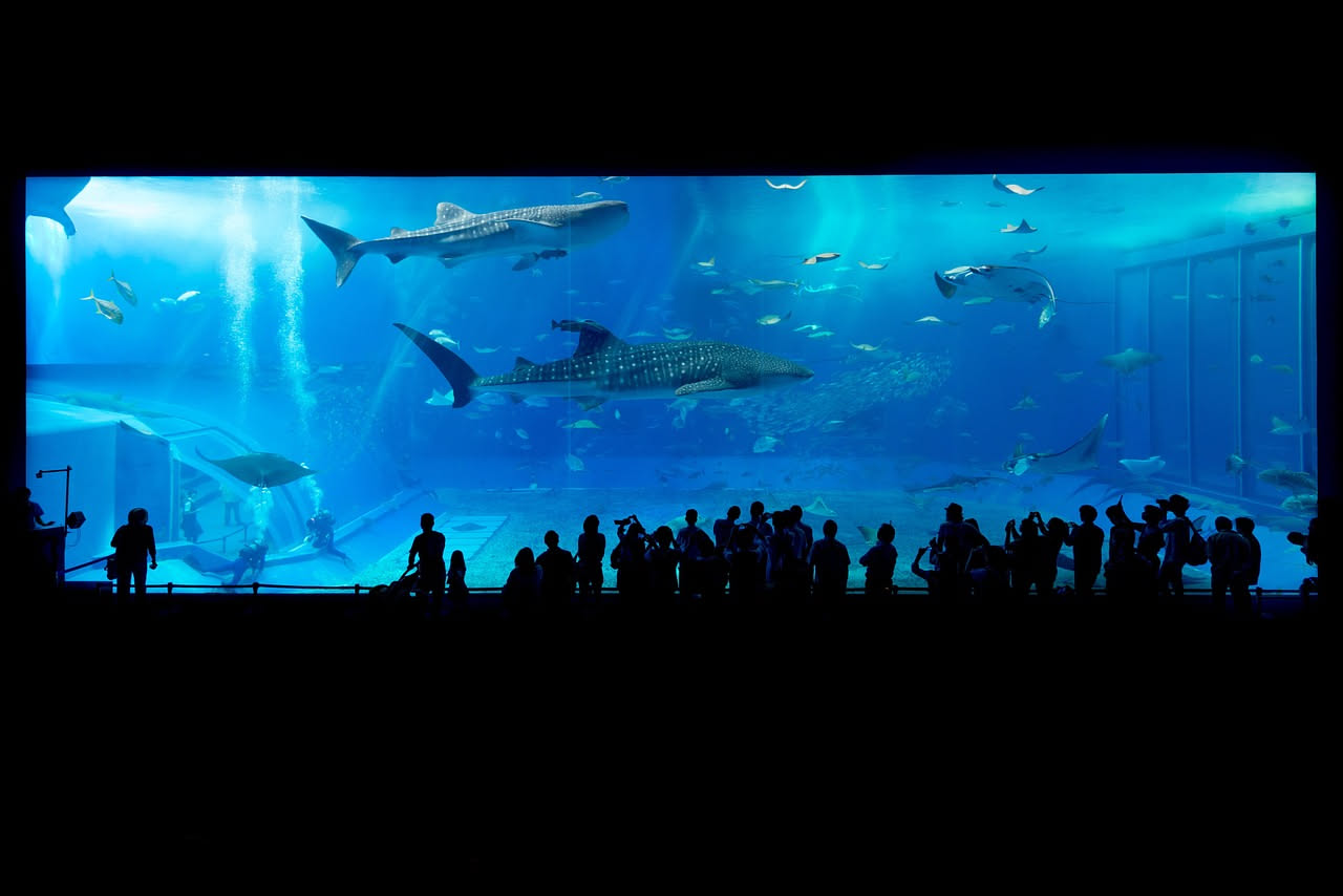 La dimensione dell'acquario conta davvero