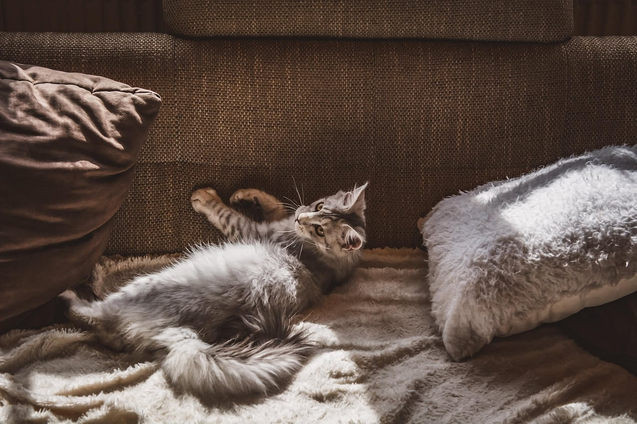 Gatto grigio e bianco che graffia un tiragraffi verticale in sisal mentre un divano grigio rimane intatto sullo sfondo di un salotto luminoso