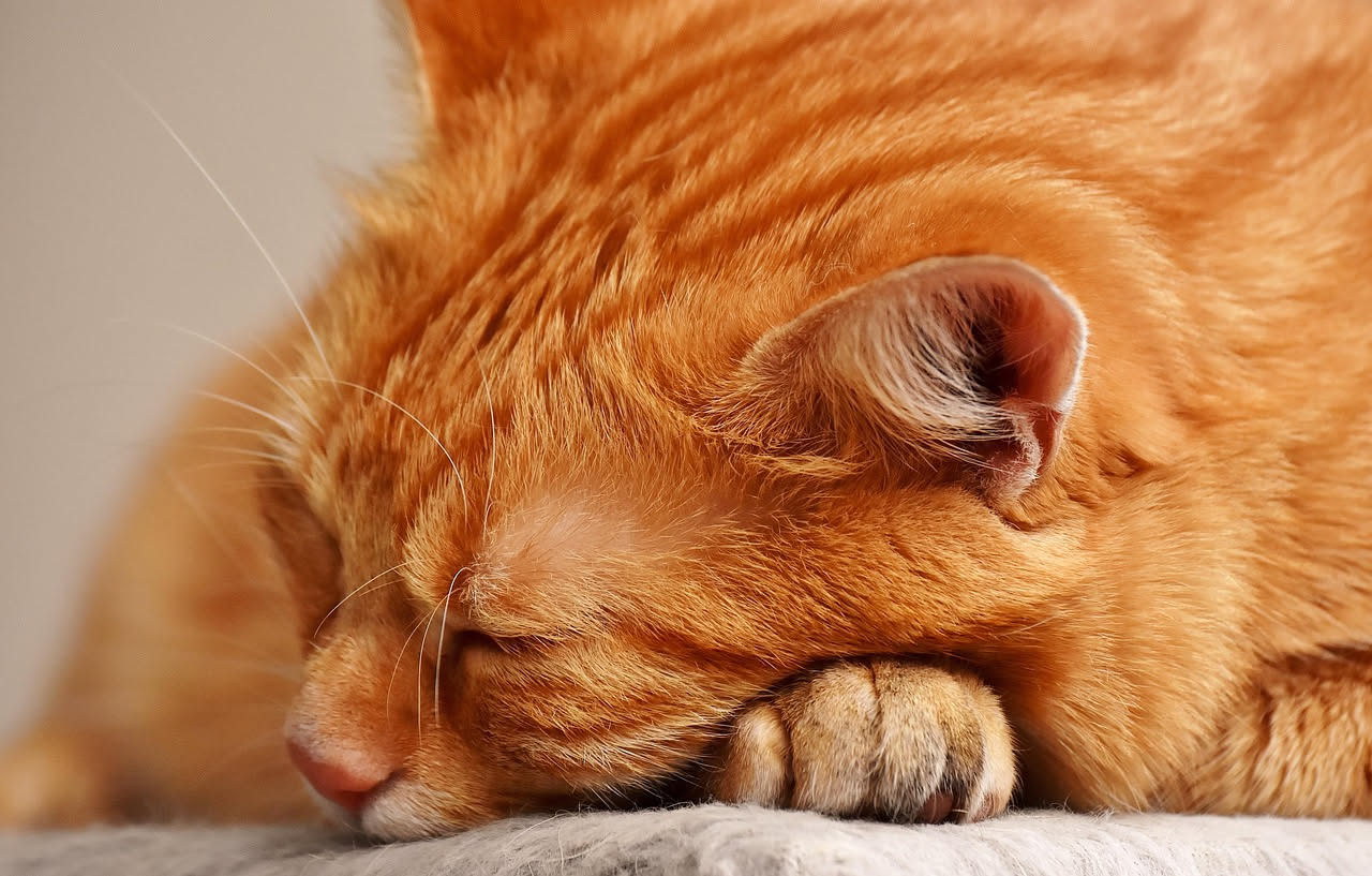Otite nel gatto: come riconoscere i rischi e prevenirla