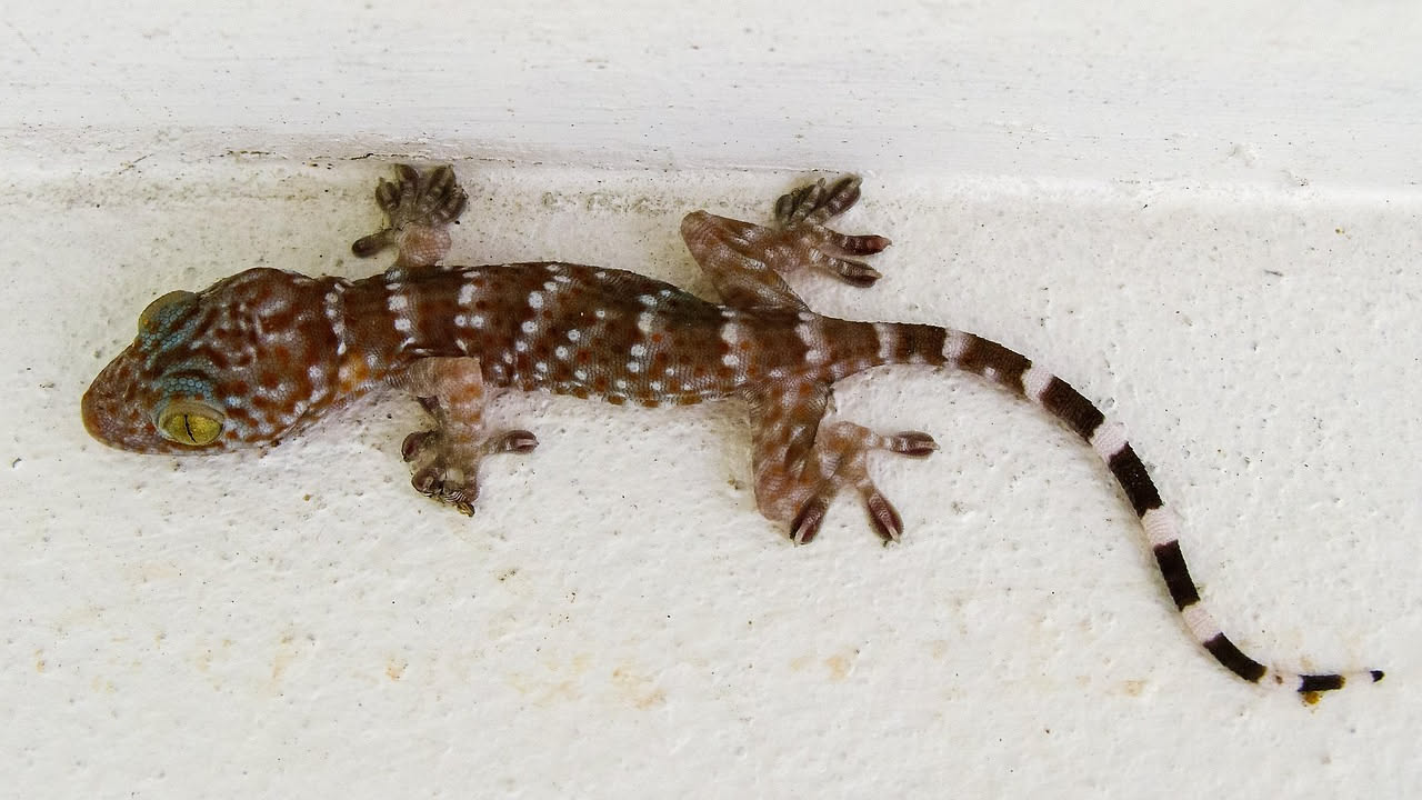 Geco tokay: aggressivo e affascinante, solo per chi sa gestirlo