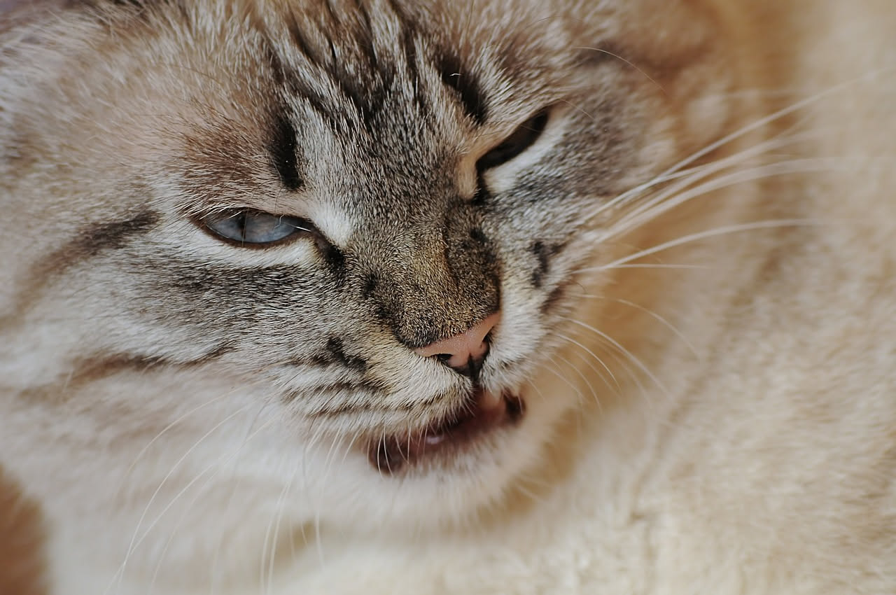 Stomatite eosinofilica nel gatto: come riconoscere il dolore in bocca