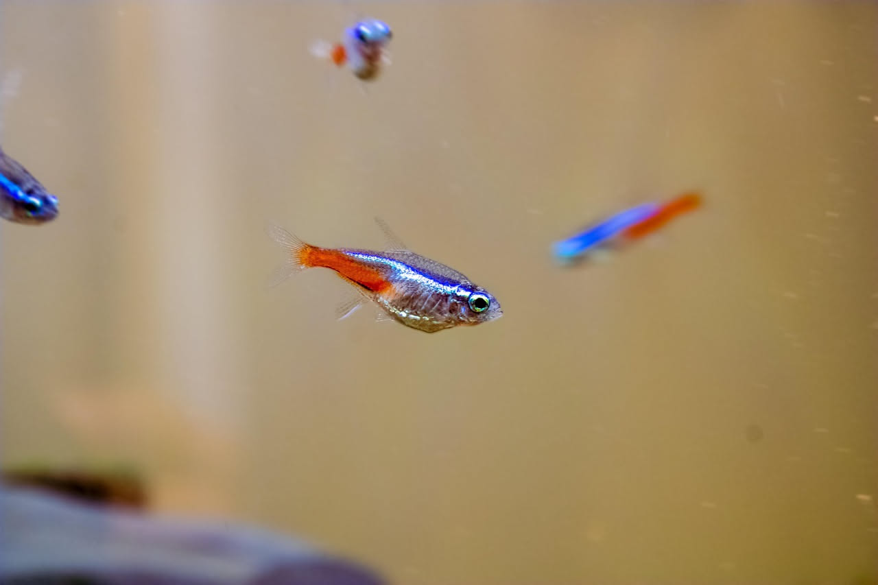 Pesci neon in comunità: come allestire l'acquario giusto