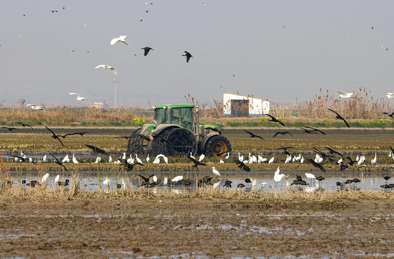 Aironi guardabuoi nei campi moderni: come si adattano all'agricoltura italiana