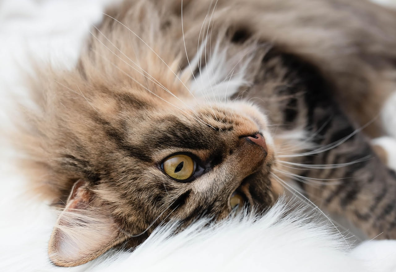 Cincilla Angora: pelo lungo e cure quotidiane intensissime