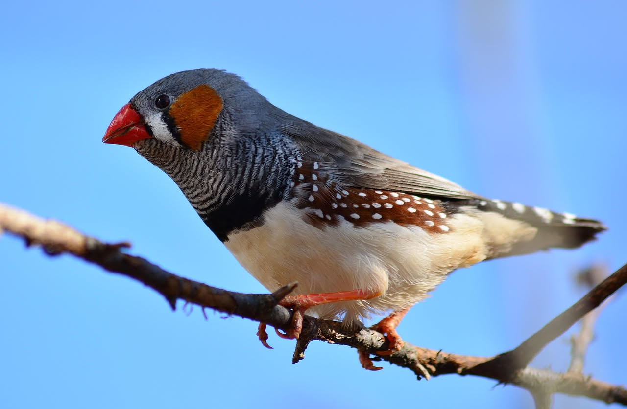 Diamantini di Gould: quali colori scegliere e come allestire la voliera